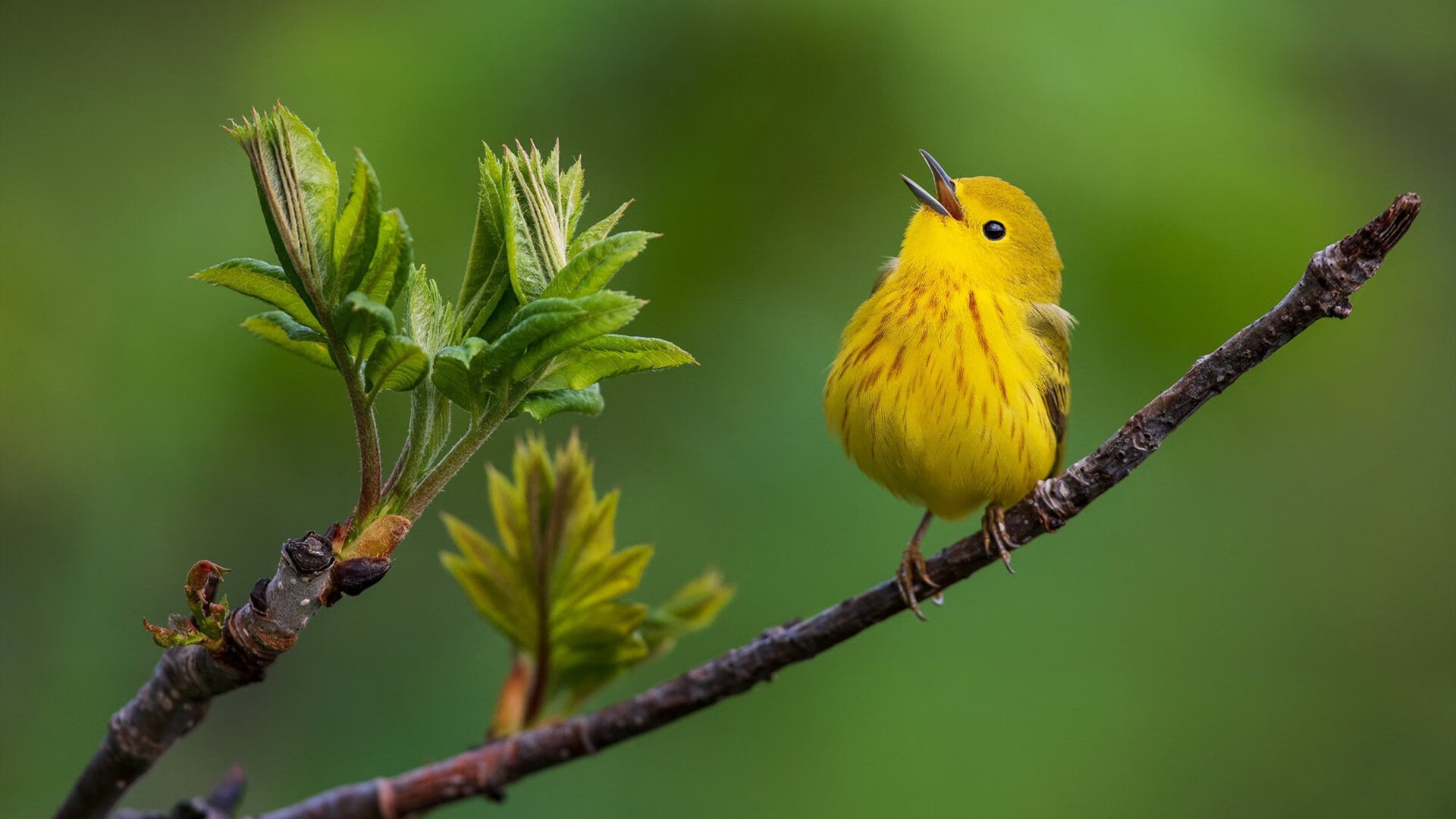 kaiyun官方入口登录-意甲：博洛尼亚0-1败给萨索洛，状态略显低迷，博洛尼亚vs萨索洛